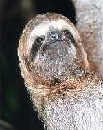 Three Toed Sloth